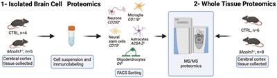 Brain cell type specific proteomics approach to discover pathological mechanisms in the childhood CNS disorder mucolipidosis type IV